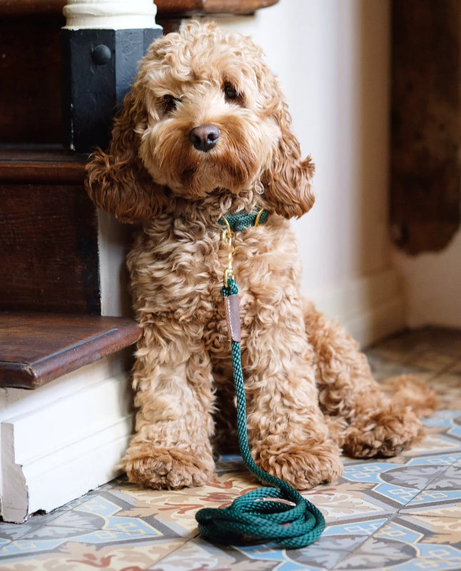 How to Choose the Perfect Dog Collar for Your Cockapoo Nugget Nielsen