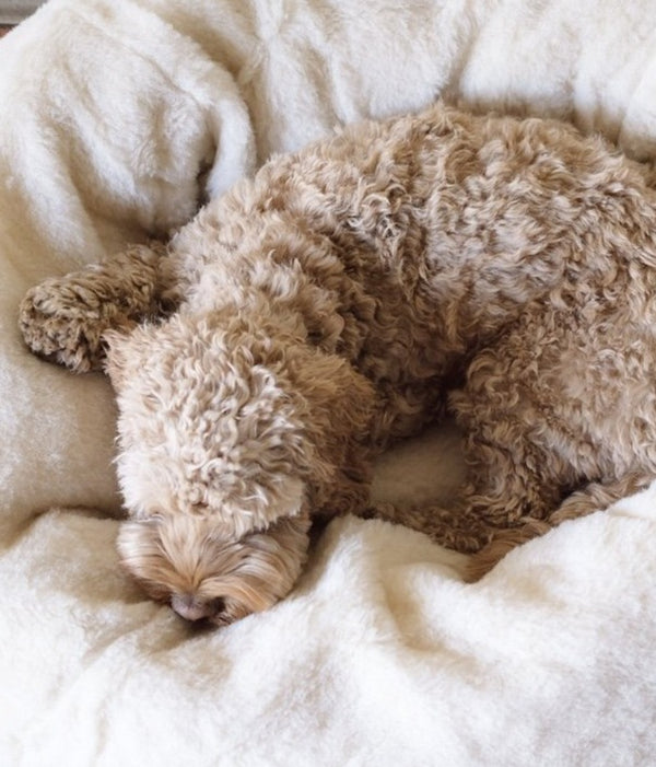 Alpaca Dream Dog Bed