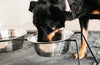 Dog Bowl Comfort Feeder Black