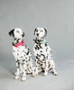 Dog Collar Jacquard Terracotta