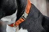 Dog Collar Velvet Orange