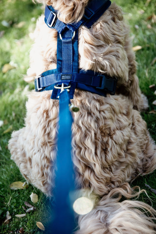Dog Harness Active Velvet Navy