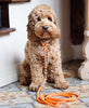 Training Dog Collar Orange